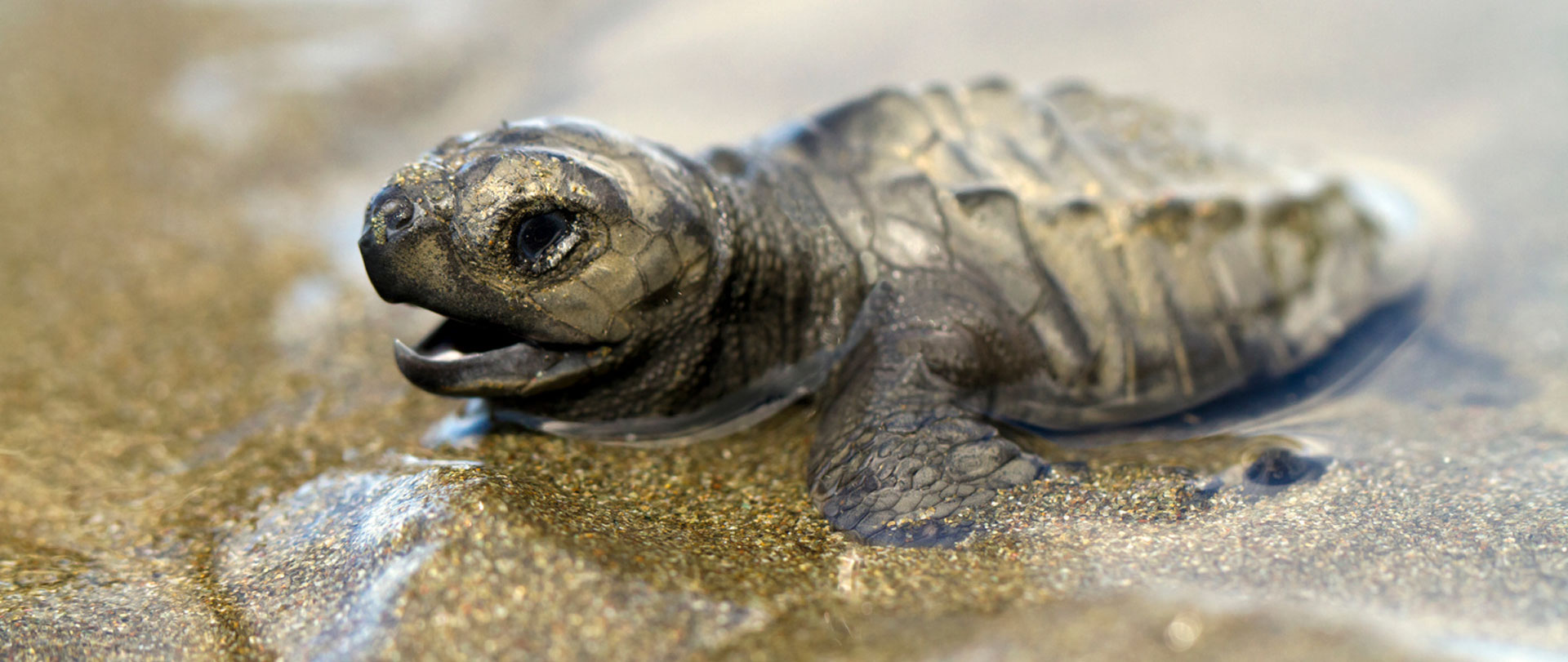 costa-rica-natural-legacy-v2 Montezuma: The Pacific’s Best- Kept Secret and a Refuge for Slow Tourism