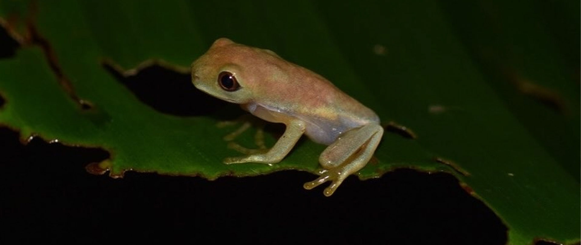 costa-rica-natural-legacy-v3 Montezuma: The Pacific’s Best- Kept Secret and a Refuge for Slow Tourism