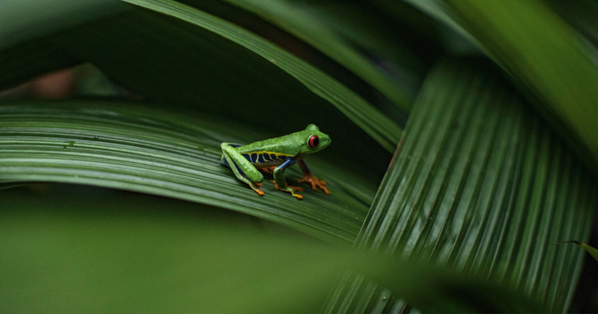Why Green Season is the Best-Kept Secret for Visiting Montezuma